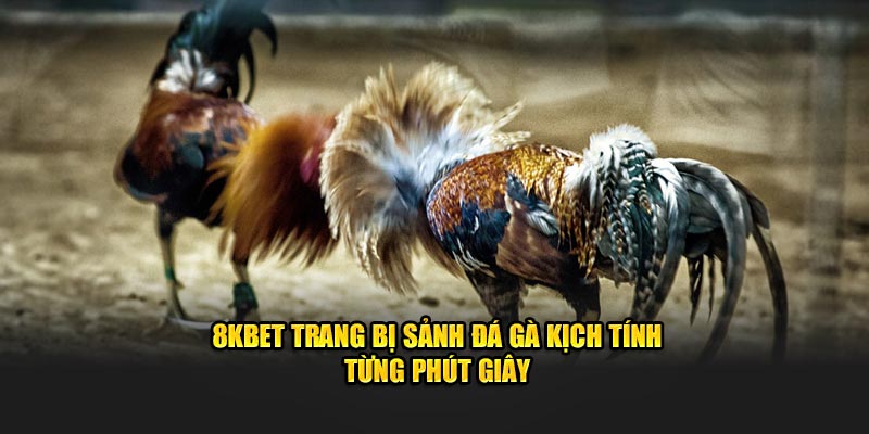 8KBET trang bị sảnh đá gà kịch tính từng phút giây