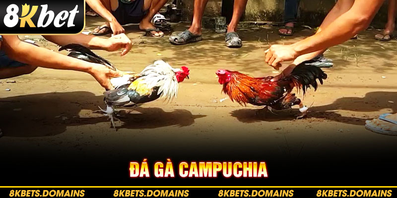 Đá gà campuchia