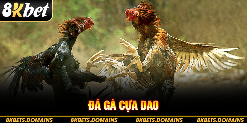 Đá gà cựa dao